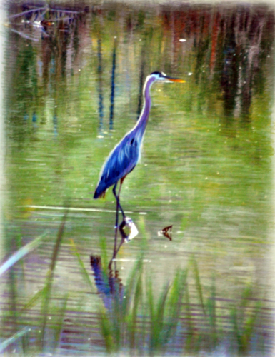 Sandra Davis, Heron, Color Pencil